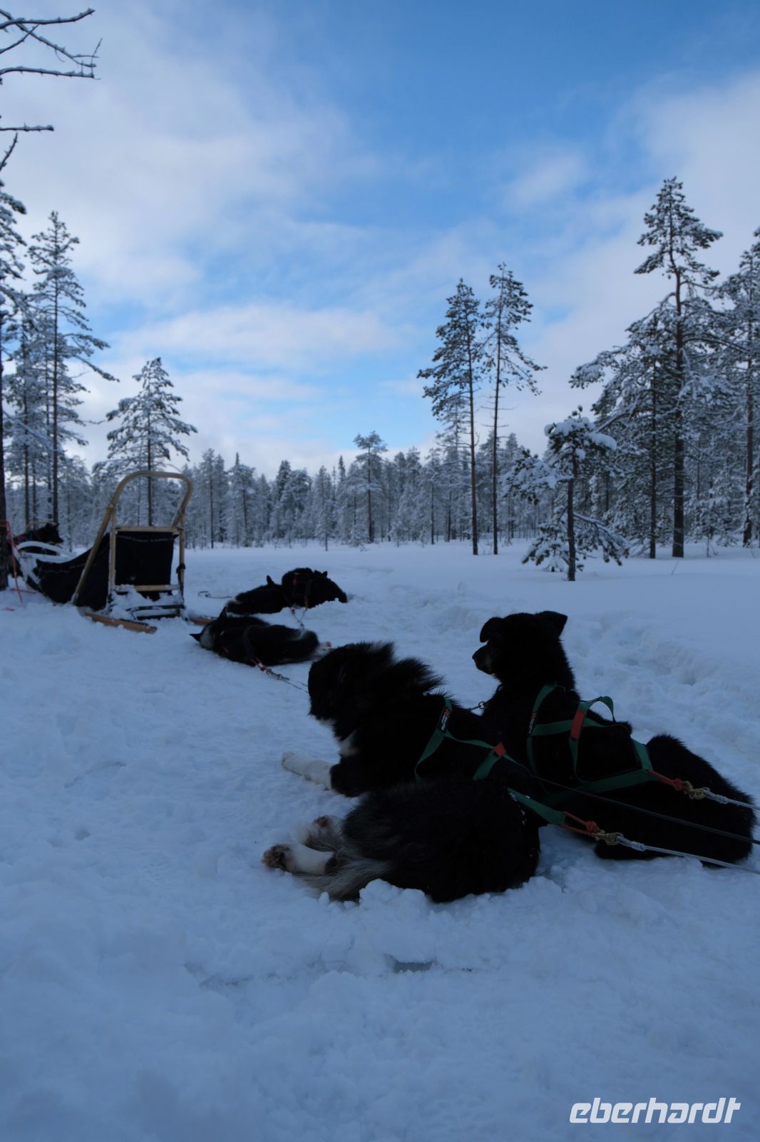 Huskyschlittentour in Lappland, Finnland