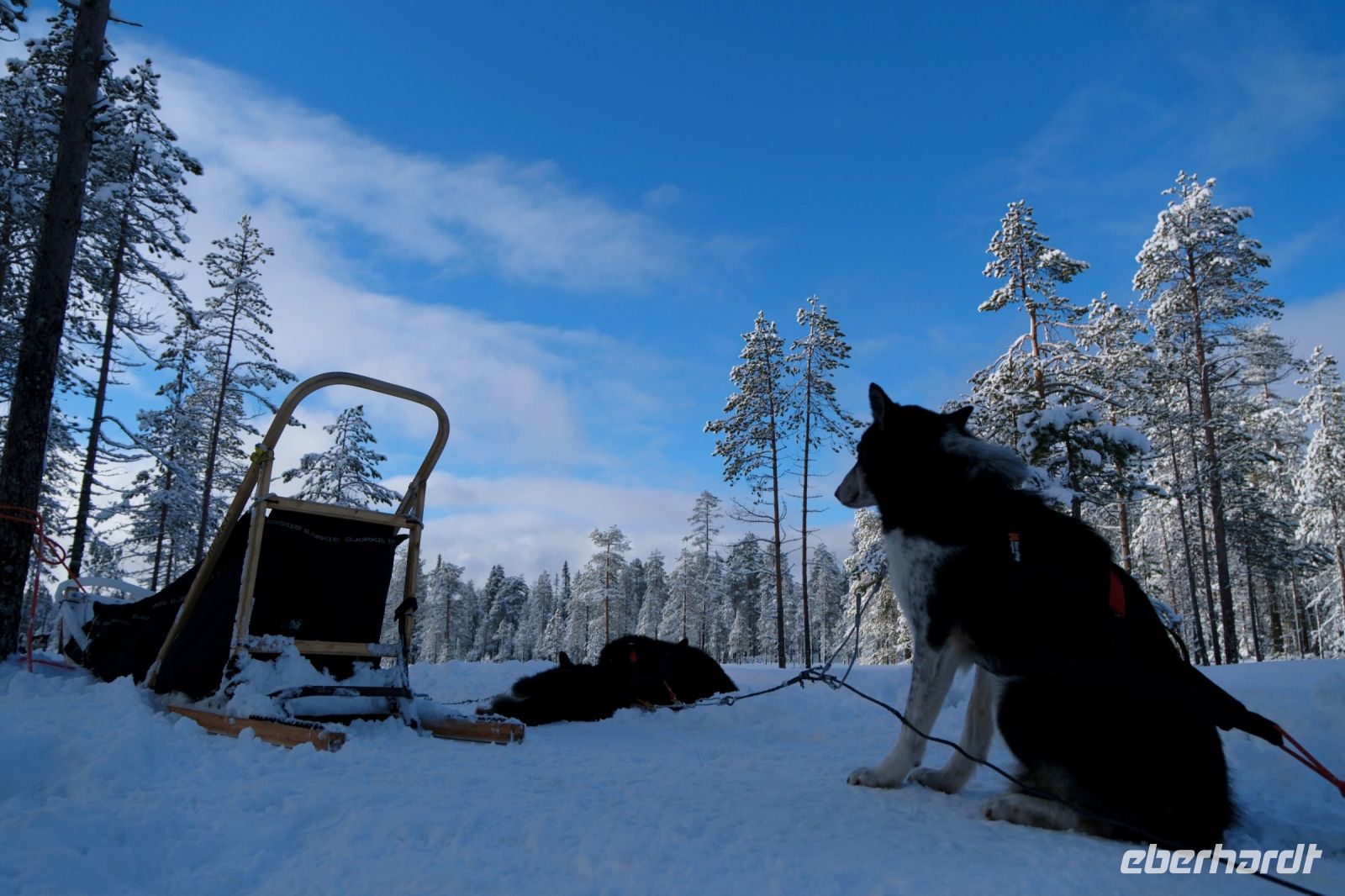 Huskyschlittentour in Lappland, Finnland