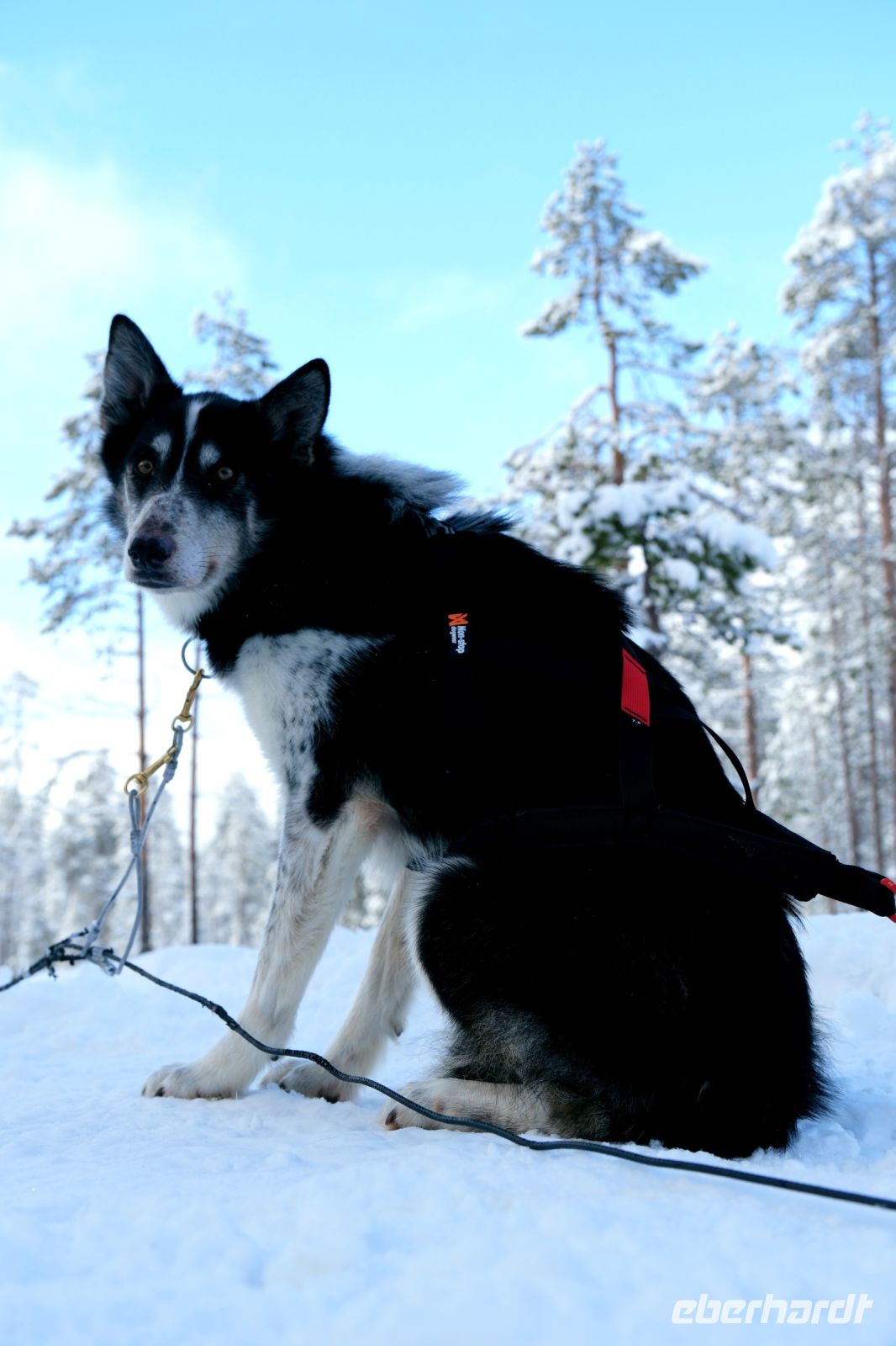 Huskyschlittentour in Lappland, Finnland