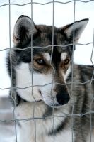 Huskyschlittentour in Lappland, Finnland
