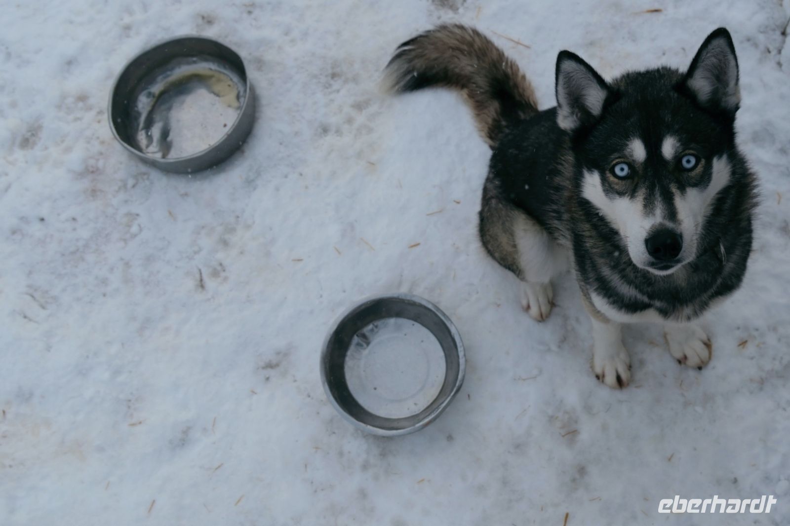 Huskyschlittentour in Lappland, Finnland