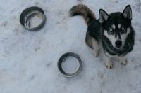 Huskyschlittentour in Lappland, Finnland