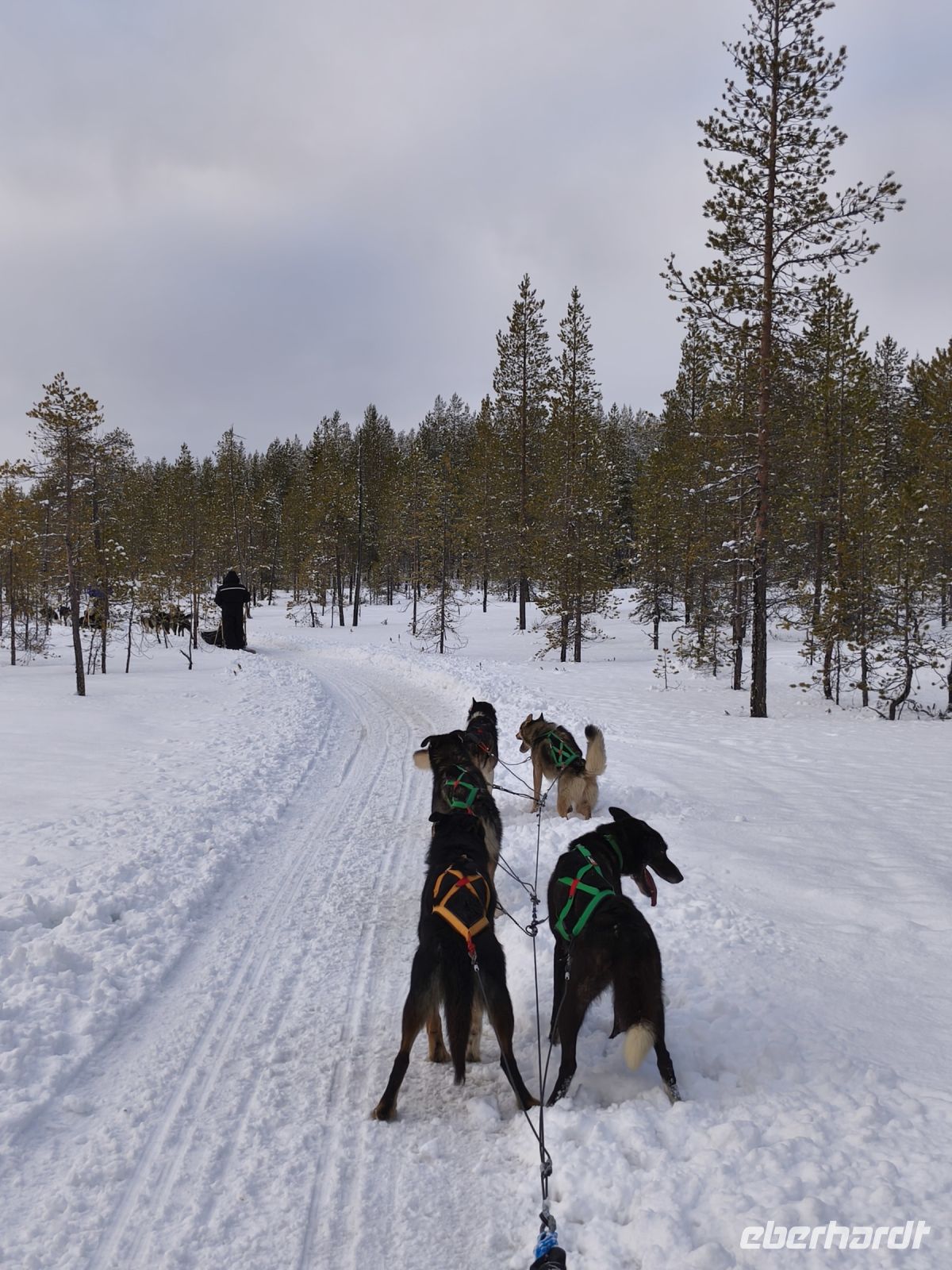 Huskyschlittentour in Lappland, Finnland
