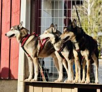 Tag 3 - Zu Besuch bei den Huskies