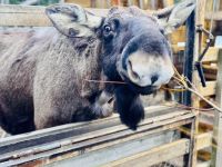 Tag 3 - Zu Besuch bei den Elchen 