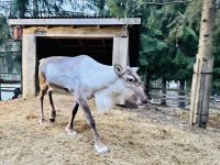 Tag 3 - Zu Besuch bei den Rentieren 