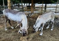 Tag 3 - Zu Besuch bei den Rentieren 