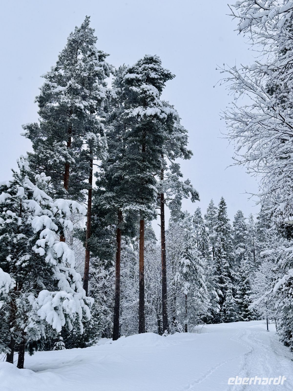 Tag 4 - Winterlicher Spaziergang in Finnland