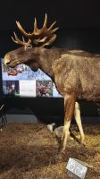 Elch Arktikum 