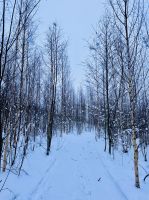 3. Tag - Finnische Winterlandschaft 