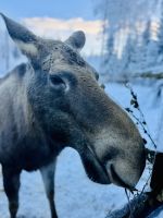 5. Tag - Elch, Finnland 