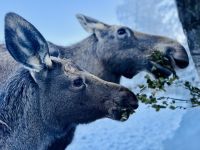 5. Tag - Elche, Finnland 