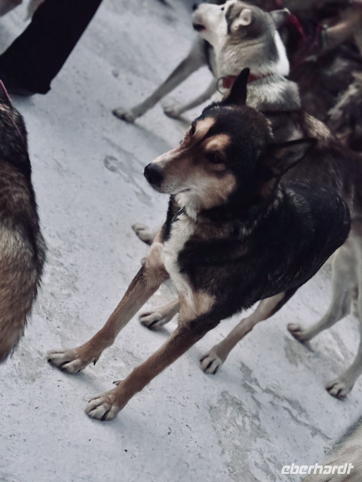 5. Tag - Besuch auf der Huskyfarm, Finnland