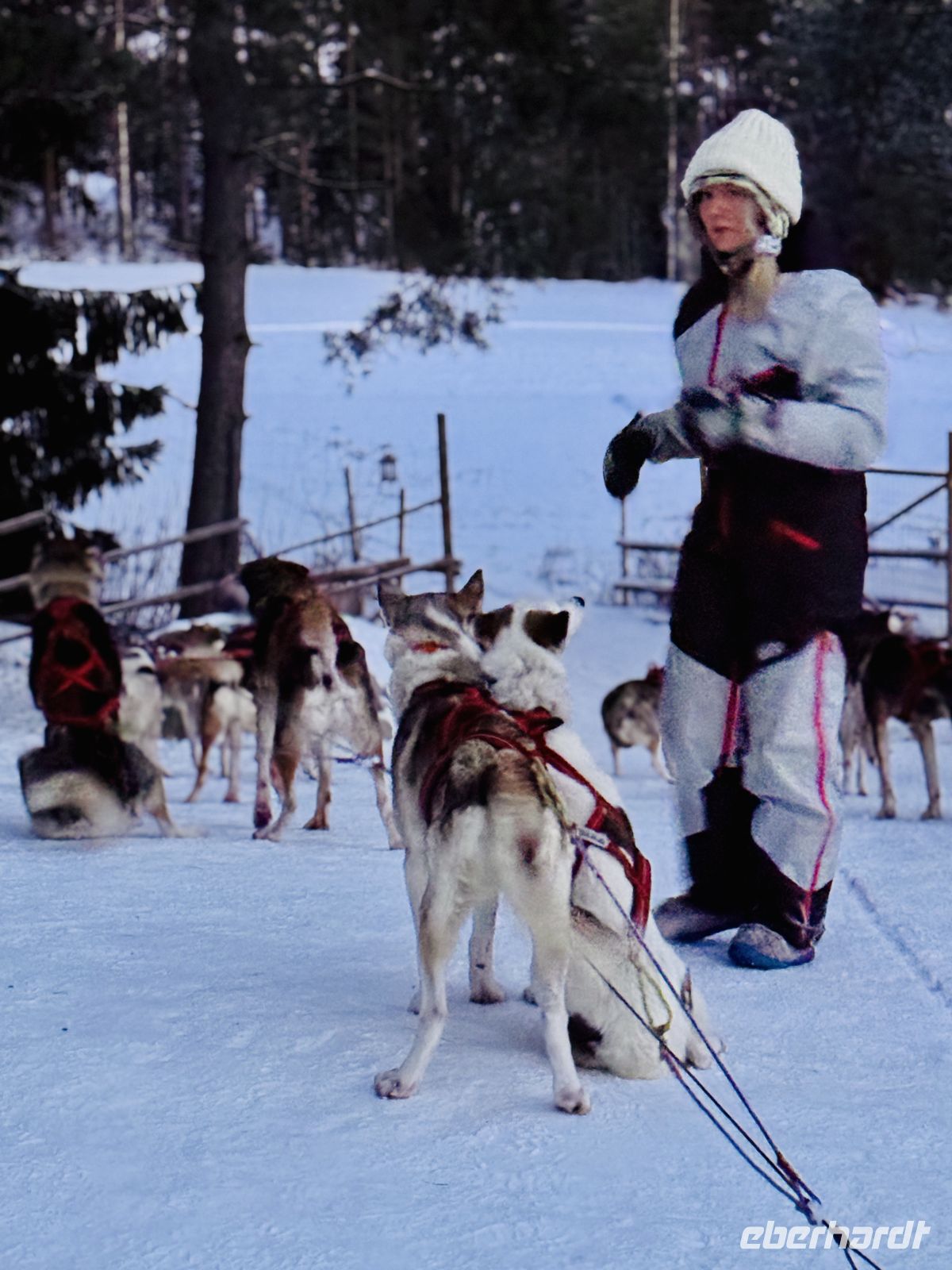 5. Tag - Besuch auf der Huskyfarm, Finnland
