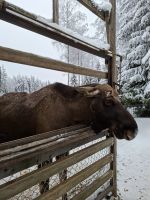 Elch- und Rentierfarm 