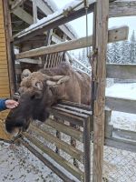 Elch- und Rentierfarm 