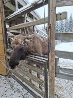 Elch- und Rentierfarm 