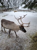 Elch- und Rentierfarm 