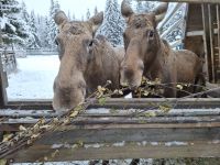 Elch- und Rentierfarm 