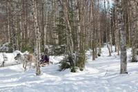 Fahrt mit dem Rentierschlitten