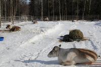 auf der Rentierfarm