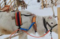 Besuch des Weihnachtsmanndorfes