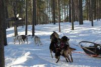 Fahrt mit dem Huskyschlitten