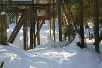 Ausflug nach Ranua in den Wildpark