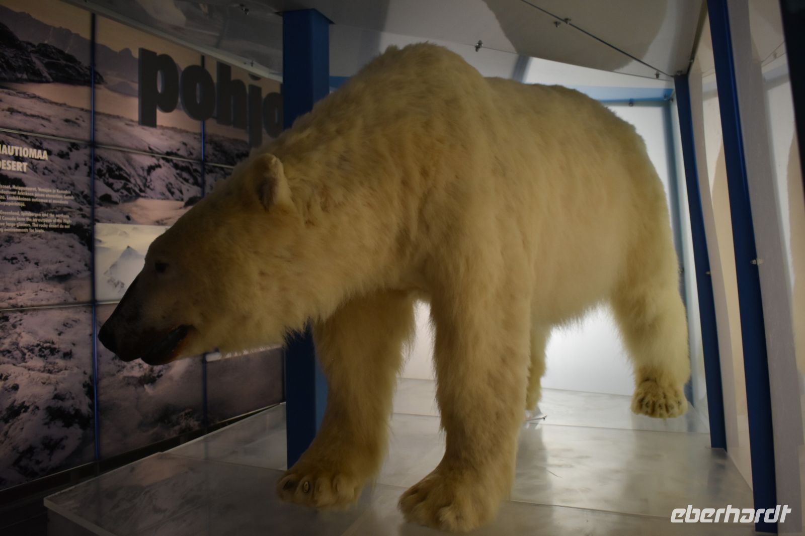 Ausstellung Arktikum
