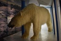 Ausstellung Arktikum
