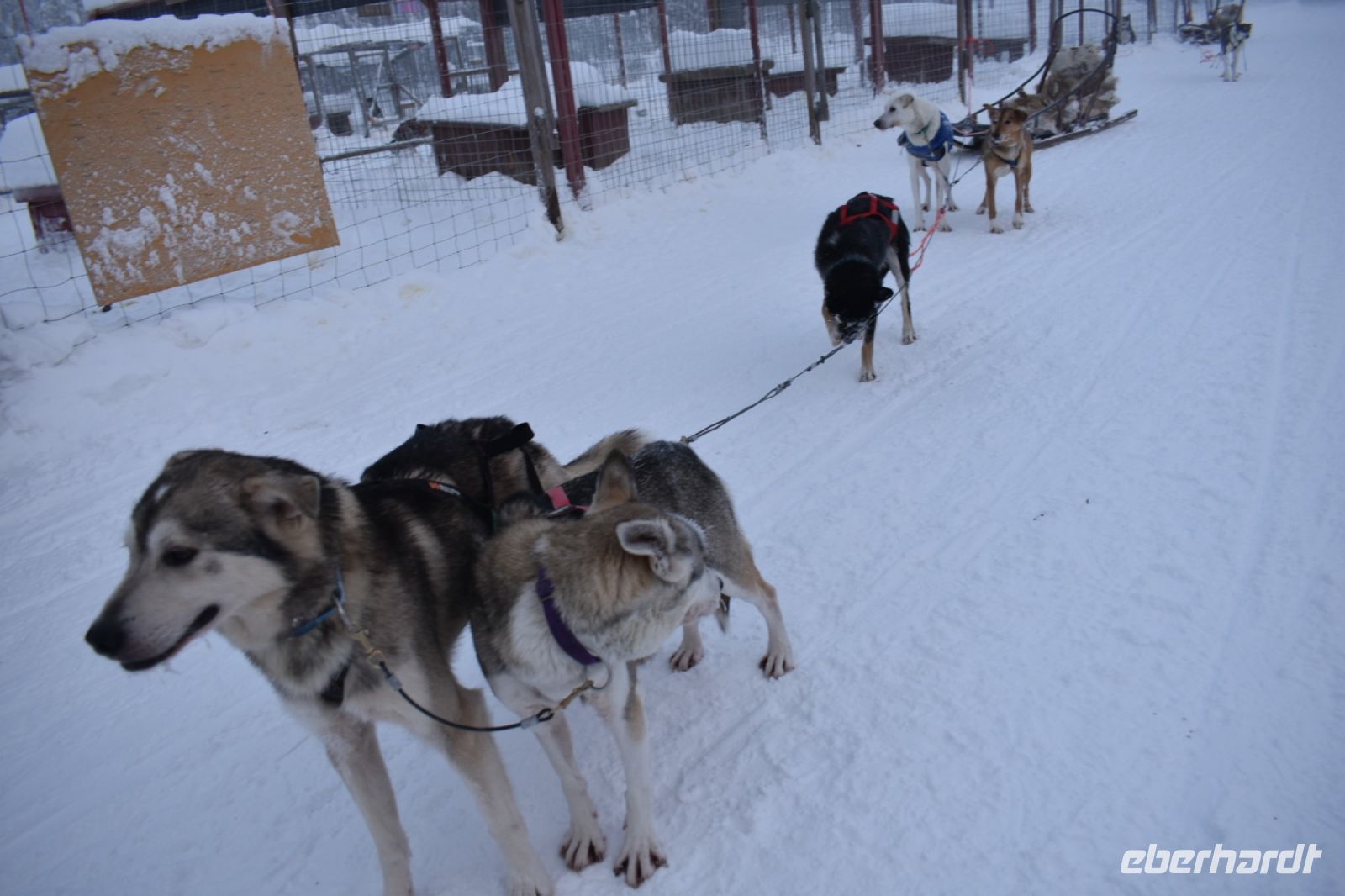 Husky-Schlitten