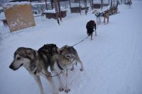 Husky-Schlitten