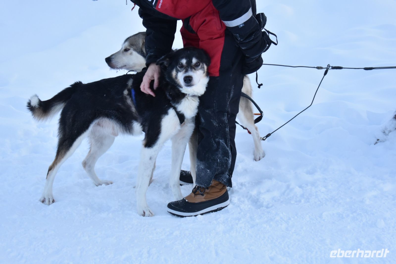 Huskys