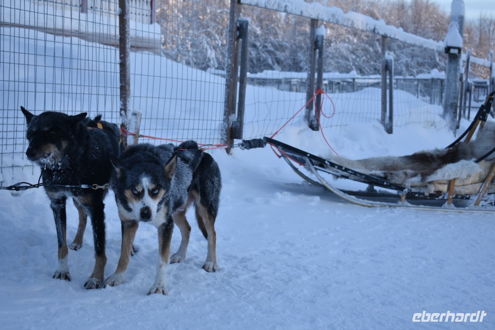 Huskys
