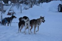 Huskys