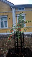 Raahe (2)