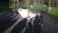 Rentierfarm_napapiirin porofarm_rovaniemi (10)