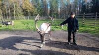 Rentierfarm_napapiirin porofarm_rovaniemi (11)