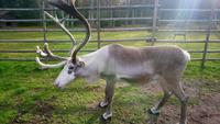 Rentierfarm_napapiirin porofarm_rovaniemi (6)