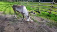 Rentierfarm_napapiirin porofarm_rovaniemi (7)