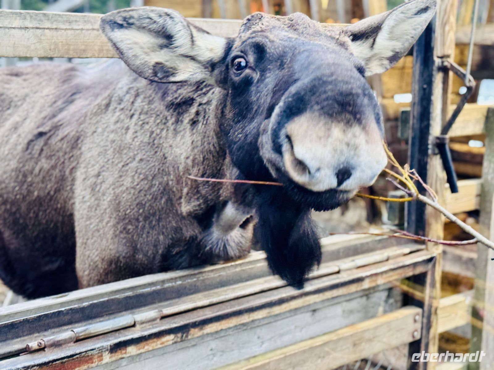 Tag 3 - Zu Besuch bei den Elchen 