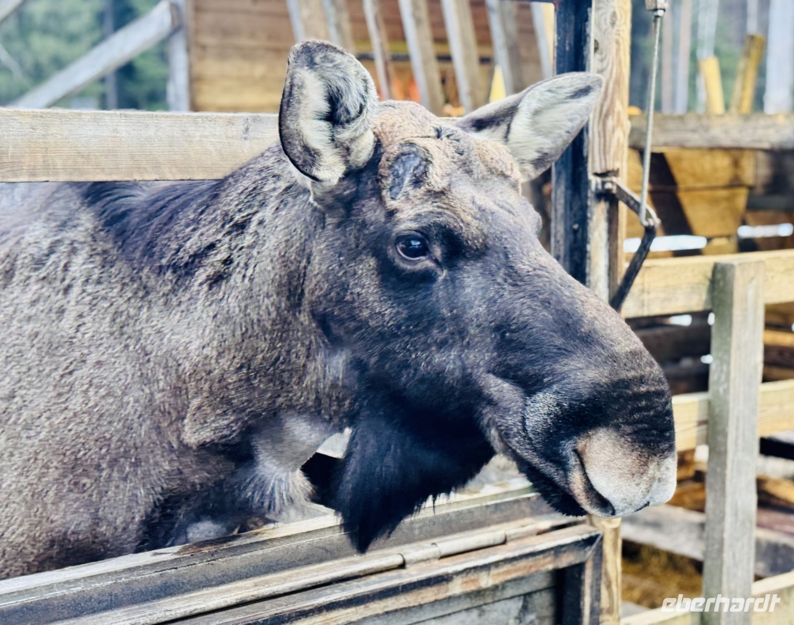 Tag 3 - Zu Besuch bei den Elchen