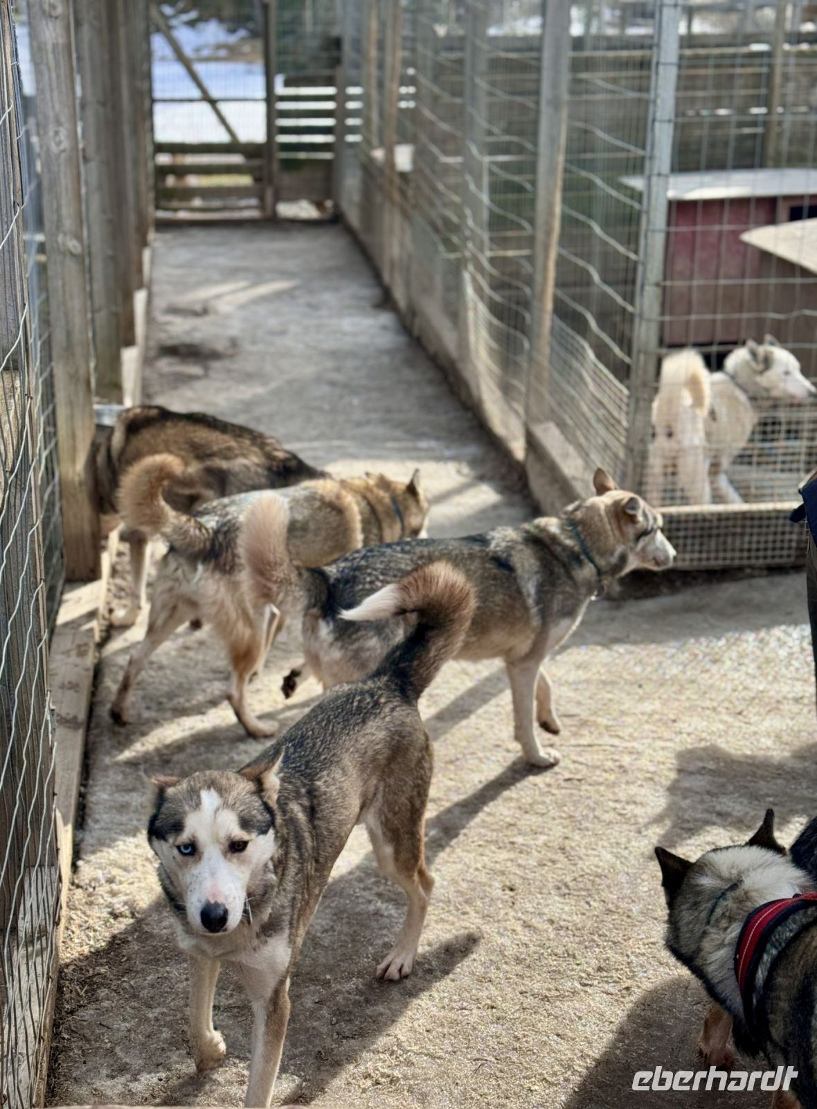 Tag 3 - Zu Besuch bei den Huskies