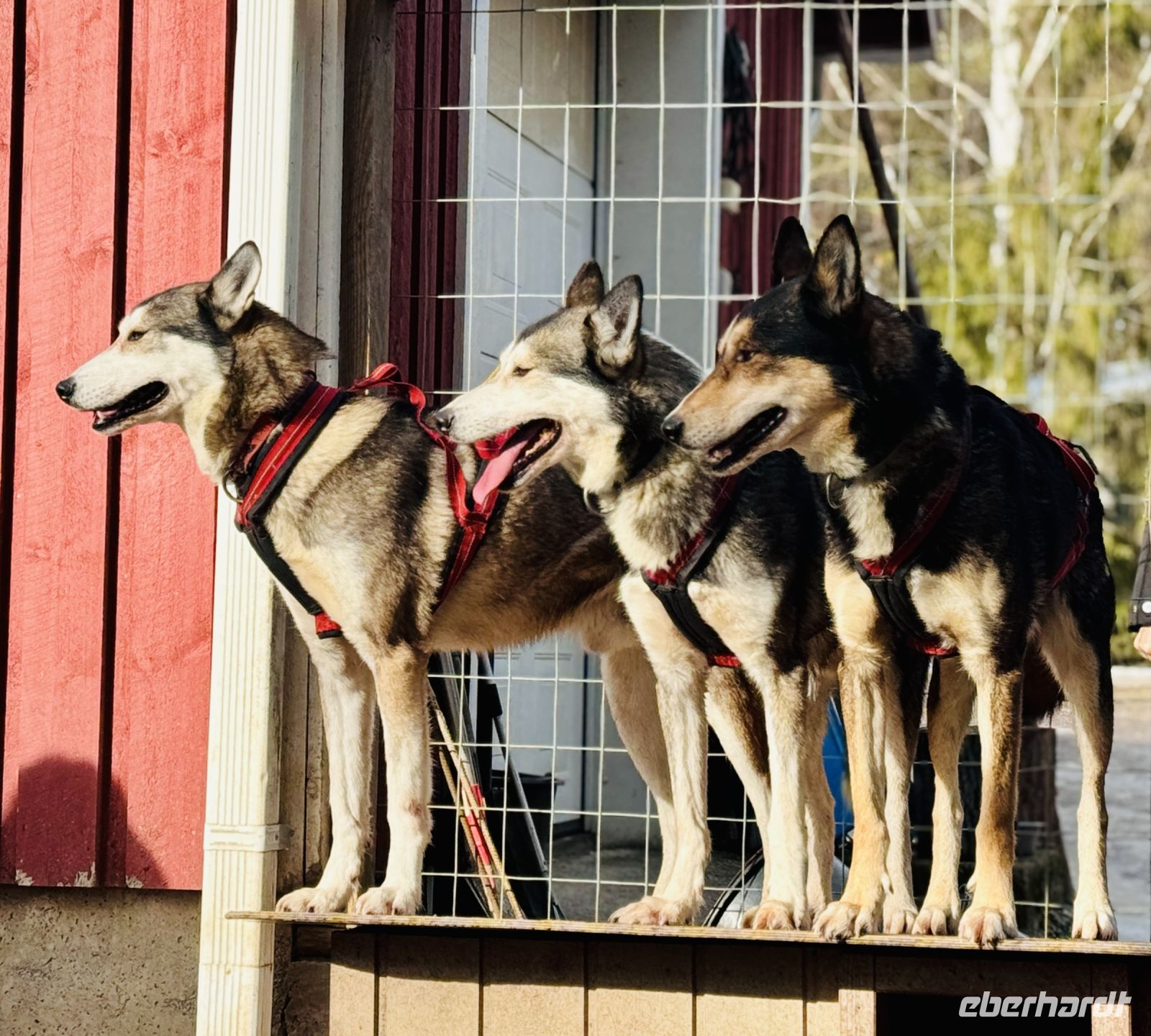 Tag 3 - Zu Besuch bei den Huskies
