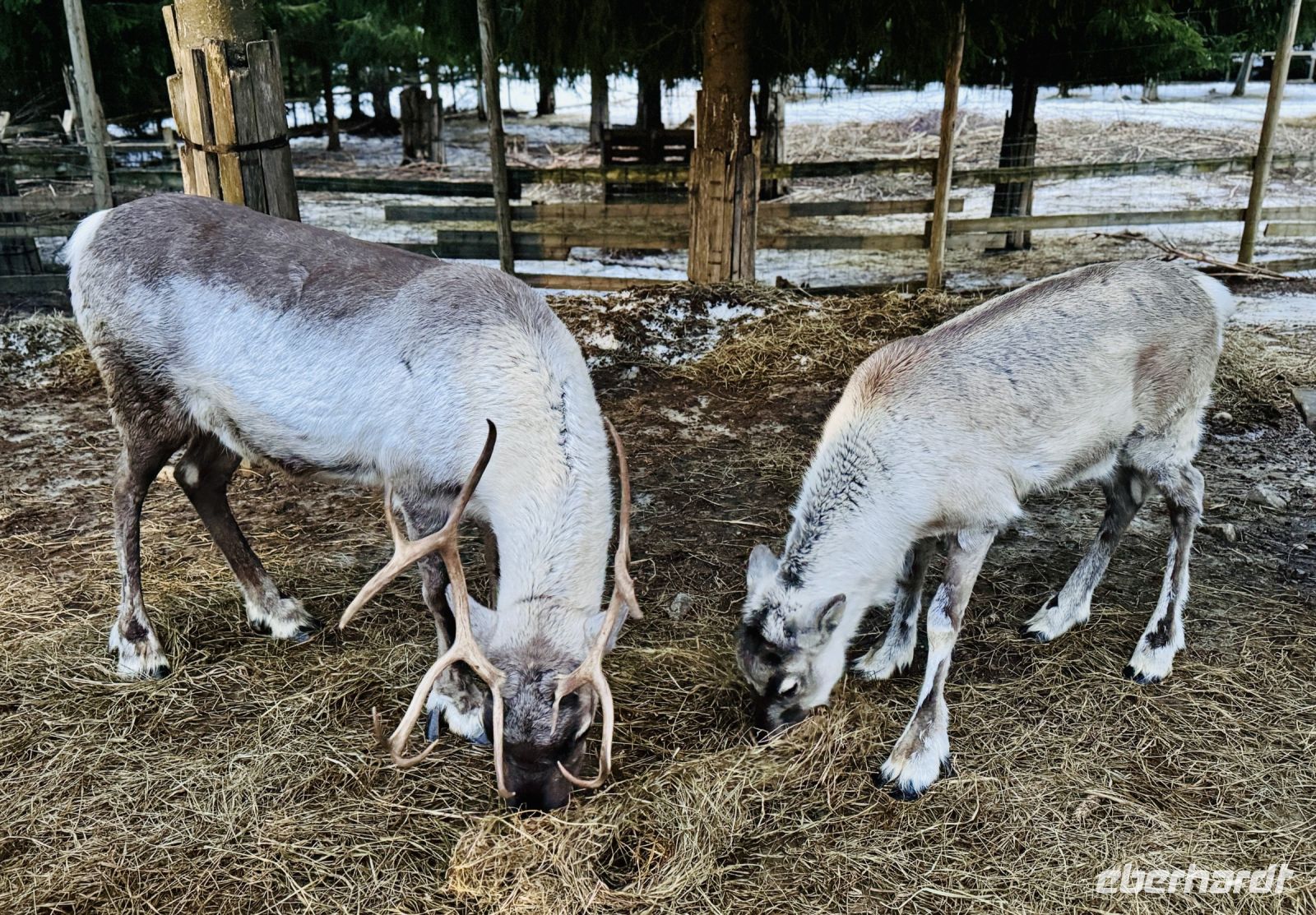 Tag 3 - Zu Besuch bei den Rentieren 