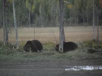 WILDTIERSAFARI kARELIEN (31)