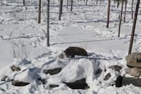 Wildpark Ranua