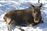 Wildpark Ranua