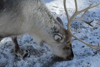 Wildpark Ranua