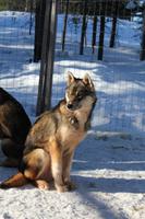 auf der Huskyfarm